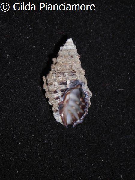 no photo for this shell